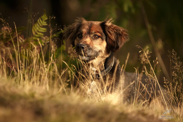 Hund im hohen Gras