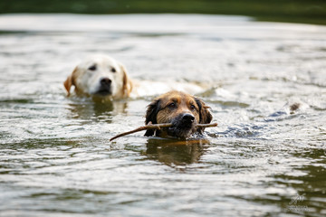 Hunde im See