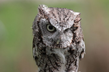 Small Owl