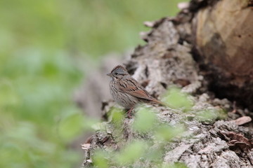 Lincoln Sparrow