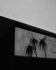 Palm tree shadows in Venice Beach