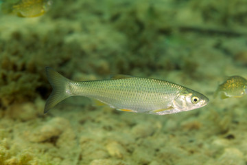 Fish of Zrmanja River, Croatia