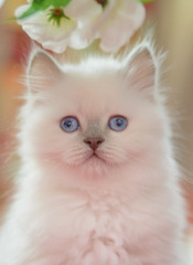 Gentle blue-eyed kitten colorpoint