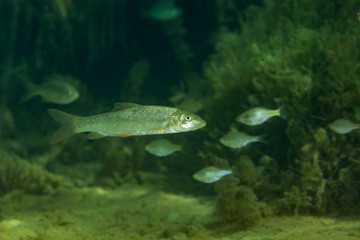 Fish of Zrmanja River, Croatia