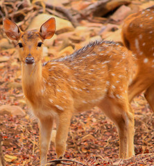 Ranthambore national park spotted deer