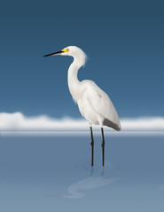 White Egret