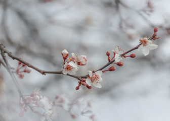 Amendoeira em Flor