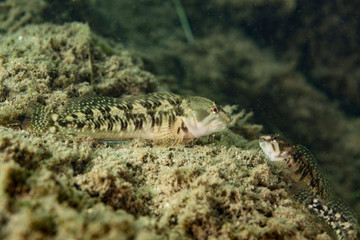 Fish on Zrmanja River