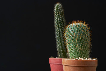 Beautiful two pots of cactus on wooden background