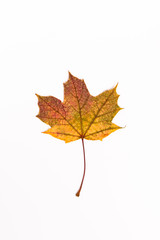 Autumn Maple Leaf, isolated on a white background, centered