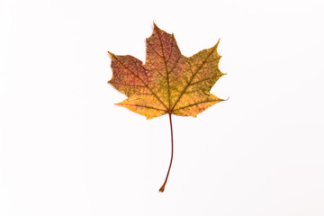 Autumn Maple Leaf, isolated on a white background, centered