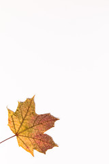 Autumn Maple Leaf, isolated on a white background, off center