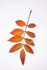 Mountain Ash - Fall Leaf