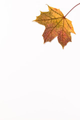 Autumn Maple Leaf, isolated on a white background, off center