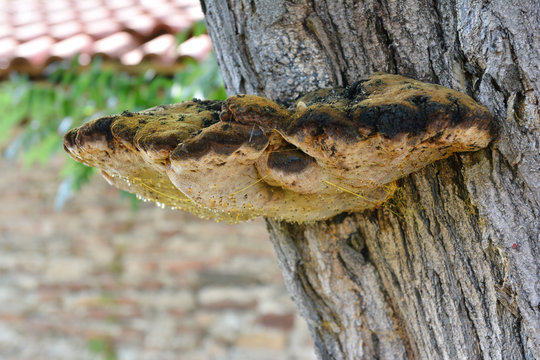 big fungus on a tree 