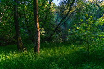 Fototapeta na wymiar Enchanted Forest-001