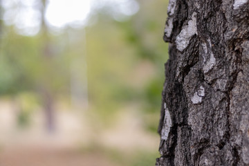 Birch Tree Trunk Bark Texture Close up on light brown blurred