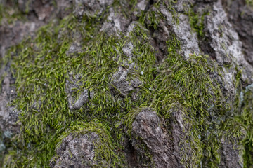 Green Soft Moss on Oak Tree Bark Texture Close up
