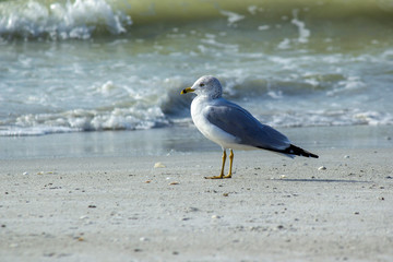 Seagull on the Beach on Sanibel Island, Florida with ocean waves background