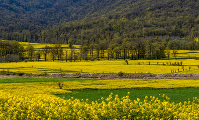 field of oilseed rape