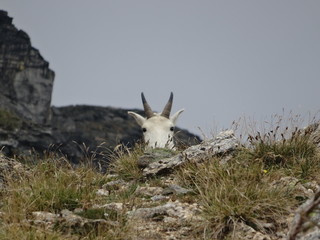 Mountain goat