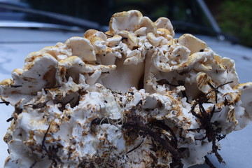 Cauliflower Mushroom