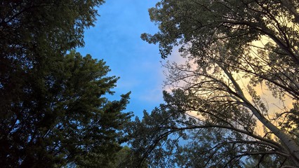 Canopy Break