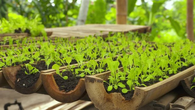 Wide shot of several rows of young lettuce plants growing in soil placed inside halves of bamboo trunks