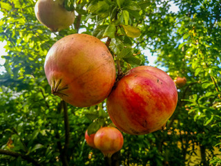  close view of pomegranates 