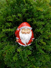 Obraz premium Santa Claus in the fir forest. &nbsp;A cute little garden gnome in Santa Claus costume hides in the forest between fir branches. (Not copyrighted) 