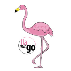 Flamingo bird isolated on white background. Vector illustration.