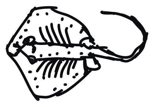 Stringray, illustration, vector on white background.