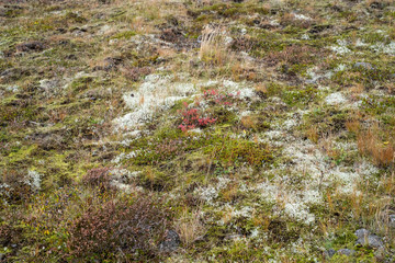 Herbstlich gefärbte Moose und Flechten auf der Halbinsel Geldinganes bei Reykjavik