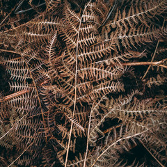 closeup of ferns in Winter