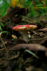 hongo bosque