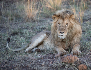 Male Lion sitting in the Masai Mara