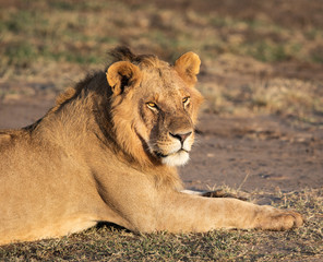 Young Male lion in the Amboseli National Park