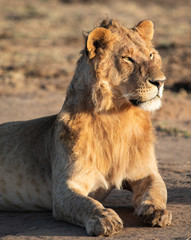 Young Male lion in the Amboseli National Park