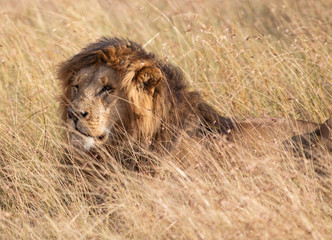 Male Lion in the grass in the Masai Mara