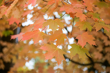 orange maple leaves in autumn