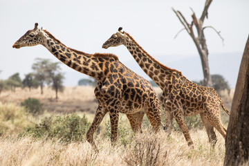 Naklejka na ściany i meble A pair of Masai race Giraffe in the Serengeti National Park