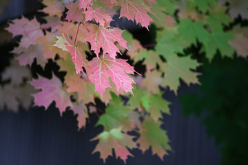 red maple leaves turning from green