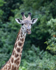 Close-up of A Masai race Giraffe in Arusha National Park