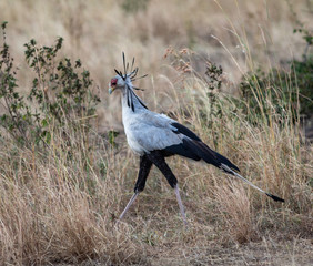 Secretarybird in the brush in the Serengeti National Park