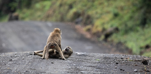 Two young baboons playing in Arusha National Park