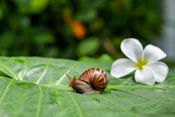 A small Achatina snail crawling on a green leaf with water droplets with a white beautiful magnolia flower in the middle of a green garden..Cosmetology concept