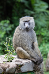 Baboon close-up in Arusha National Park
