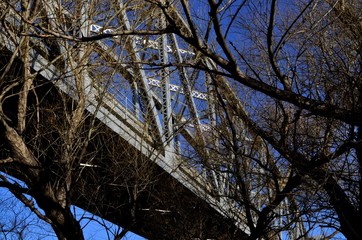 trees and bridge