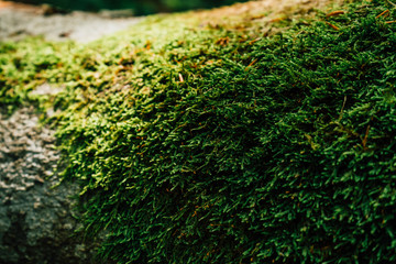 Beautiful closeup of green moss on on tree bark. Beautiful background of moss for wallpaper