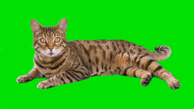 4K Bengal cat on green screen isolated with chroma key, real shot. Cat lying down looking at camera